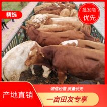 【厂家特惠】西门塔尔牛品种齐全品质保证欢迎采购