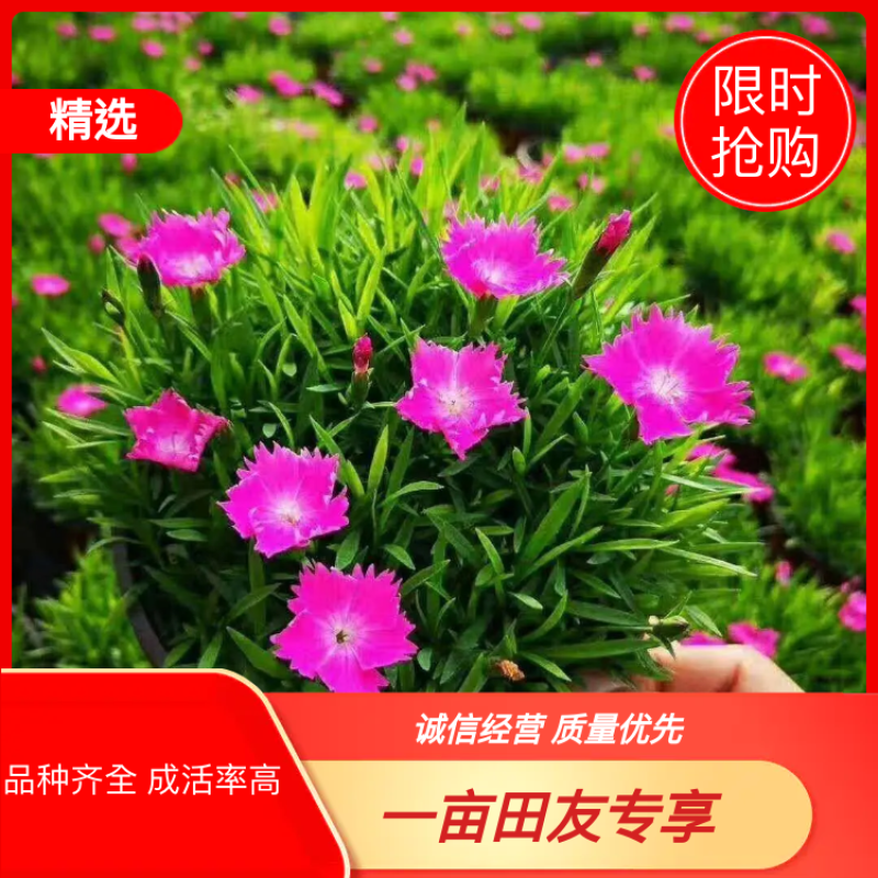 精品欧石竹，彩虹石竹，杂交石竹绿化花苗草坪易养护