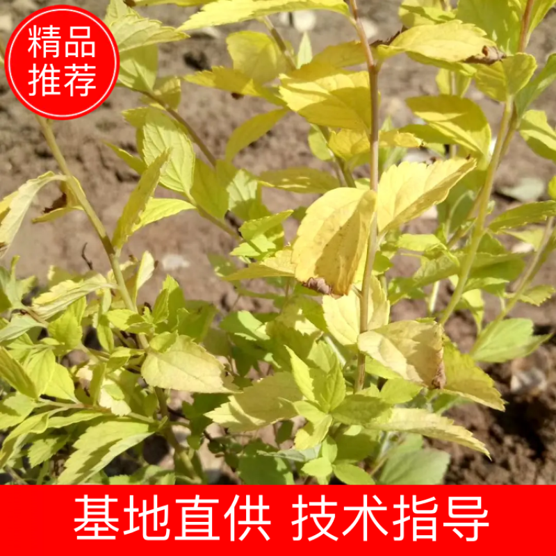 观赏植物，金山绣线菊，金焰绣线菊盆栽易成活