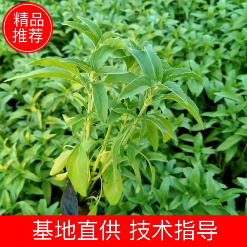 盆栽宿根鼠尾草，草花鼠尾草基地大量供应，质优价廉
