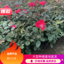 大花月季，丰花月季，花开多色基地直供，量大从优