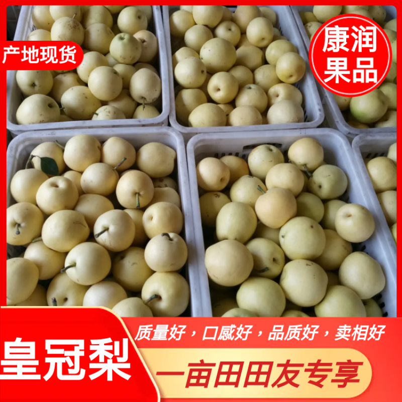 【精品】皇冠梨【新梨】一级果，二级果，大量货源，诚信经营