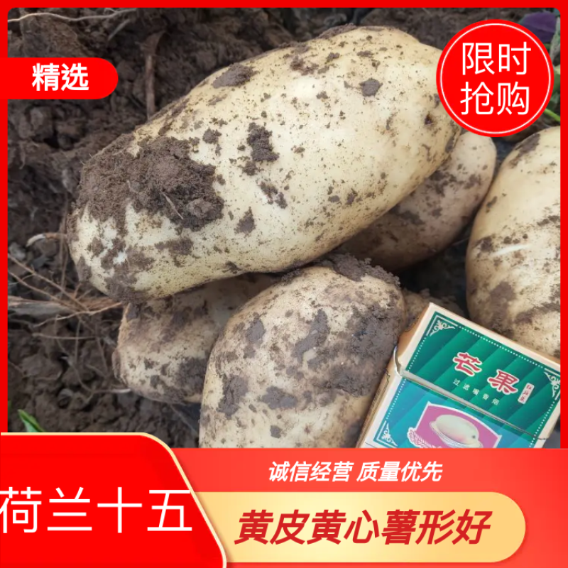 〈荷兰十五土豆〉个大色好-大量上市品种齐全质量保证