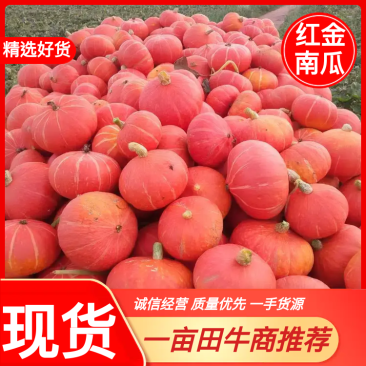 内蒙古耕笑黄金二号红金南瓜品质好货源足一手货源