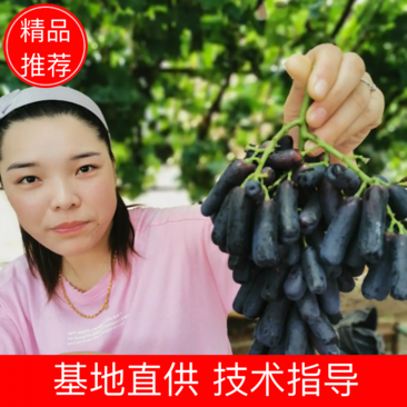 （热卖）出售纯正甜蜜蓝宝石葡萄种苗.包成活.包技术包质量