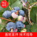 蓝莓苗品种蓝莓苗种植技术指导3年蓝莓苗批发