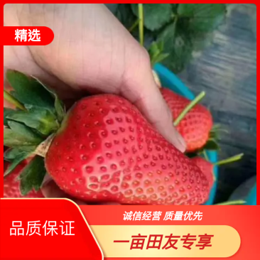 山东岱岳区草莓苗价格基地现货出售品种齐全