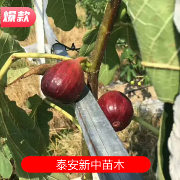 无花果品种无花果树苗当年挂果当年收益成本低