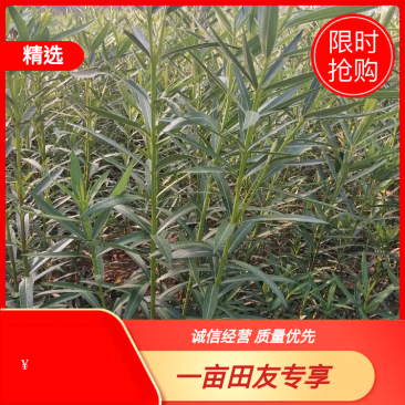 夹竹桃树苗，河南潢川夹竹桃基地直销价格，可视频看货。