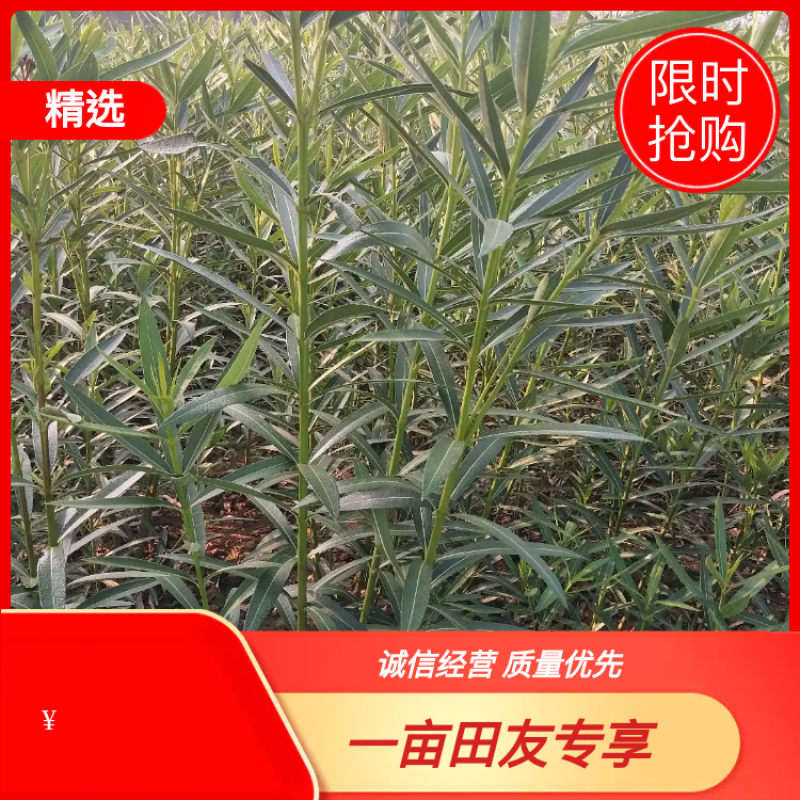 夹竹桃树苗，河南潢川夹竹桃基地直销价格，可视频看货。