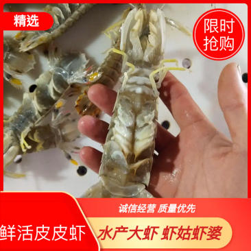 鲜活皮皮虾水产大虾虾姑虾婆本地货地笼货拉网货都有