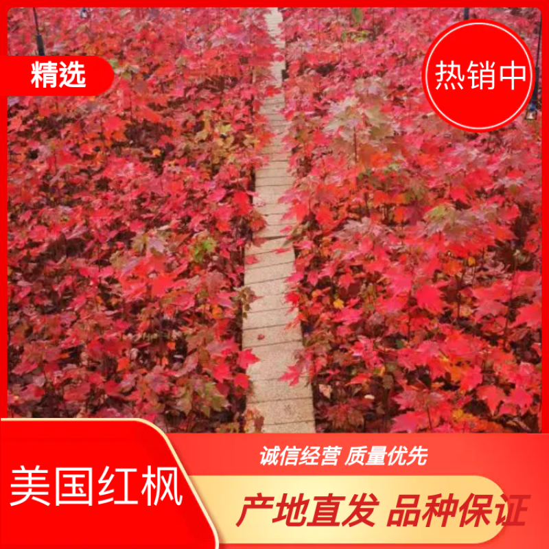 美国红枫系列:红福扦插苗基地直销包成活包运输包技术指导