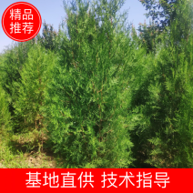 山西运城侧柏，柏树苗，2米以上侧柏，大田侧柏，营养钵侧柏