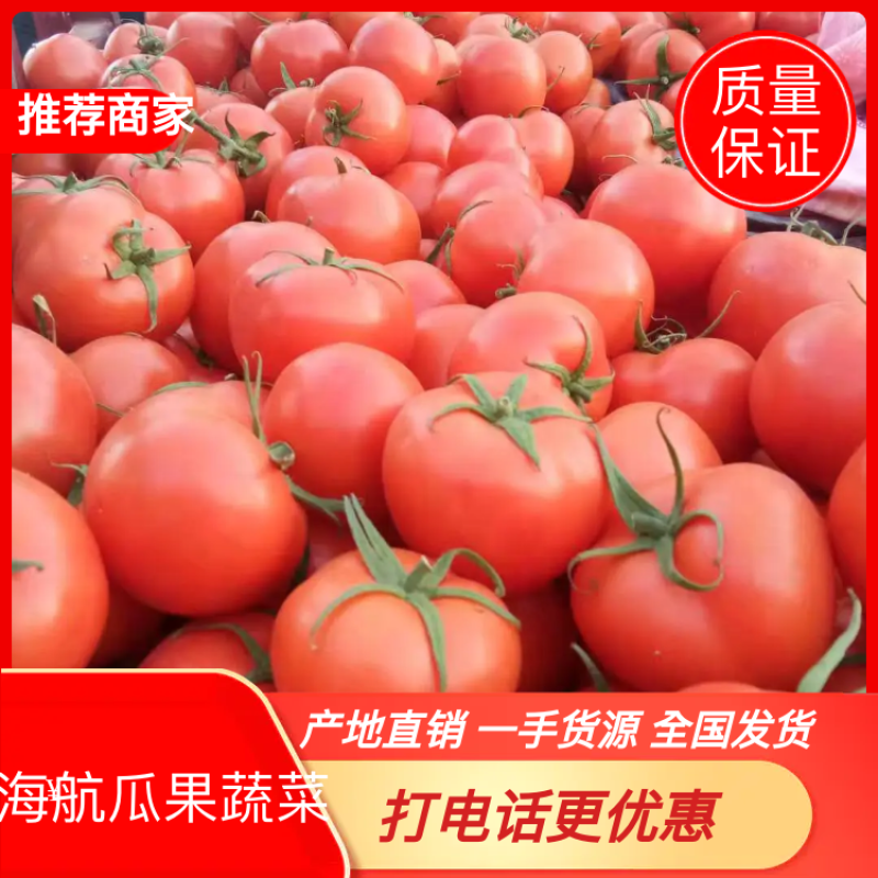 莘县大红西红柿硬度好耐运输，产地货源充足