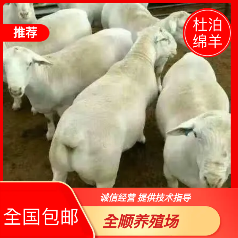 种羊，黑头杜泊绵羊，肉羊，全国包邮免费教养殖技术