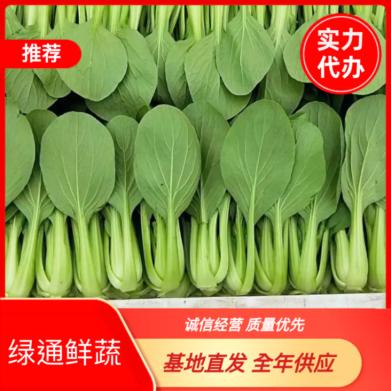【精选】南通一级小青菜小油菜产地直销，常年供货