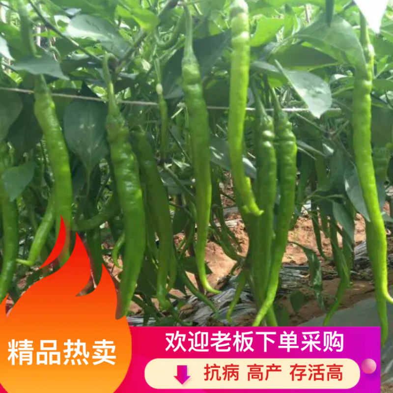 【苗场】【辣椒苗】8号线椒苗：湖南椒，全基基质穴盘苗