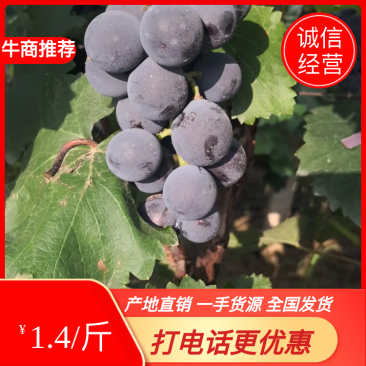 永清永清县沙地巨峰甜葡萄上市了，货量充足，质量保证