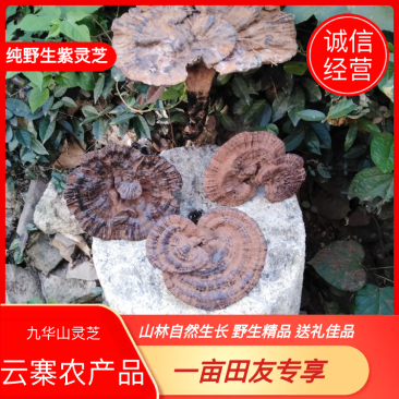 【精准品质】九华山灵芝纯野生紫灵芝山林生长包野生礼品