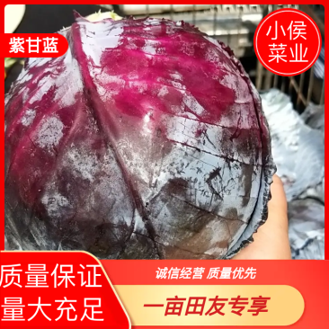 【小侯蔬菜】普莱米多*紫甘蓝大量上市每颗2-5斤