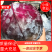 【小侯蔬菜】普莱米多*紫甘蓝大量上市每颗2-5斤