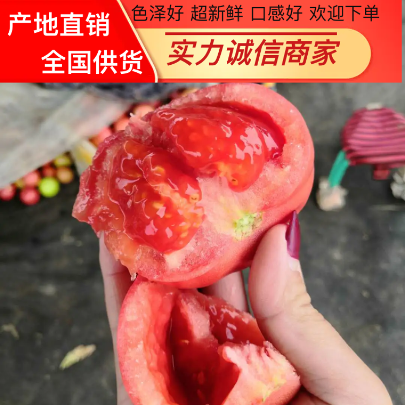 整车批大棚西红柿产地直销可视频看货支持线上保障交易