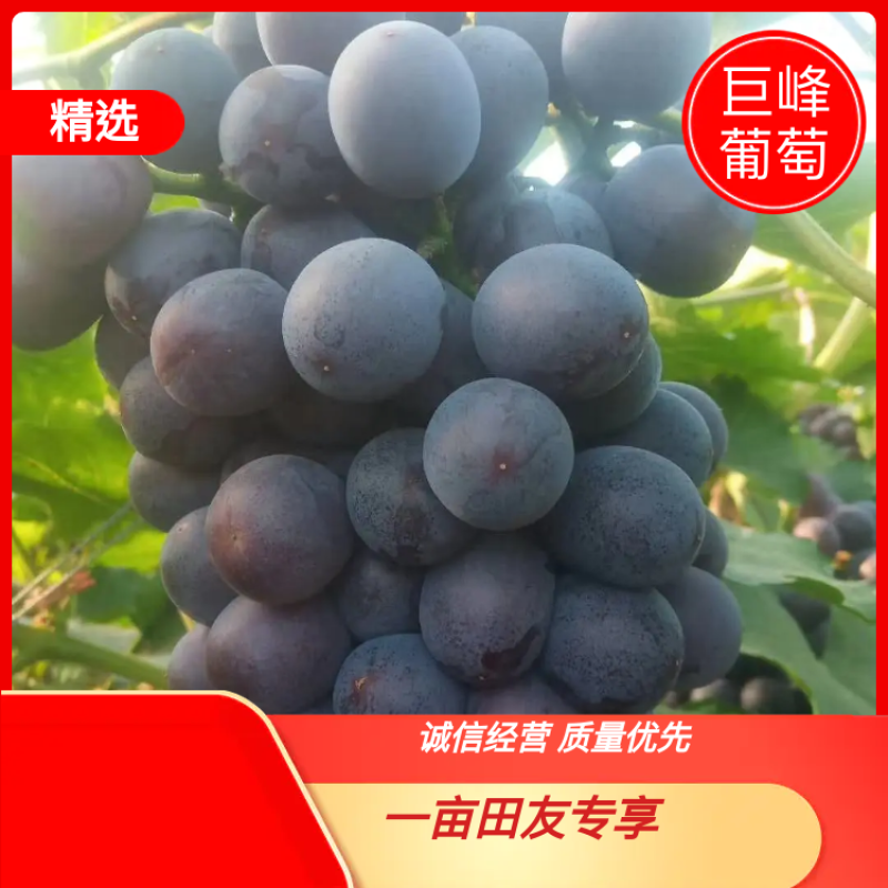 康贝尔小粒酒葡萄扒皮葡萄现已大量上市，需要联系！