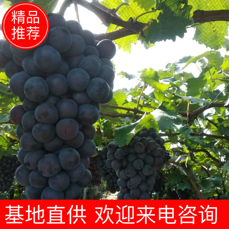 超甜陆地巨峰葡萄颗粒大一手货源价格合理～品质优先