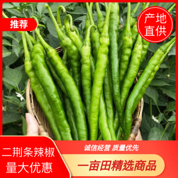 【二荆条辣椒】河南二荆条产地直发货源充足