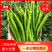 【二荆条辣椒】河南二荆条产地直发货源充足
