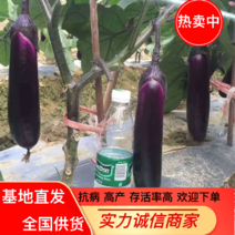 紫红烧烤茄植生苗：茄子苗全基质穴盘苗：苗厂直供
