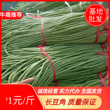 长豆角基地常年供应直销全国发货质量保证