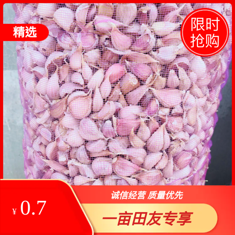 红根蒜苗专用种，精品高产抗冻，红皮红辦专用种高产生长迅速