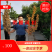 亩产可达1300斤！株高一米三。高产可留种出油率高