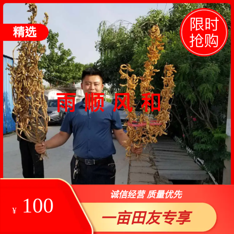 亩产可达1300斤！株高一米三。高产可留种出油率高