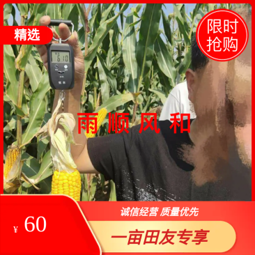东单913特高产高抗高产玉米种抗逆性强精选玉米种子