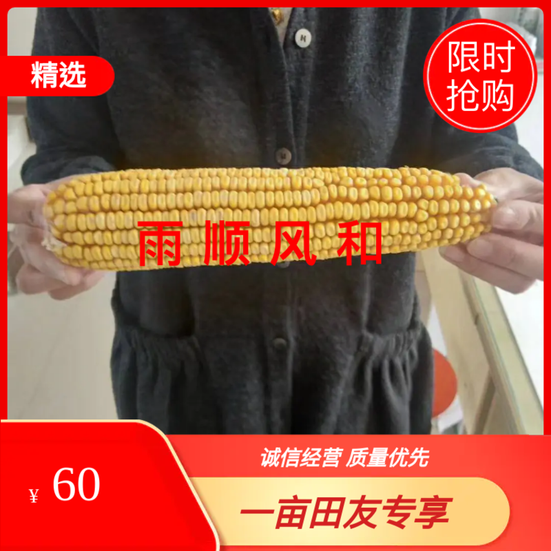 2000斤产量玉米种，高抗高产，抗逆性很强