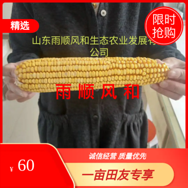 真正抗病虫,扛倒玉米种,抗逆性强,东单705