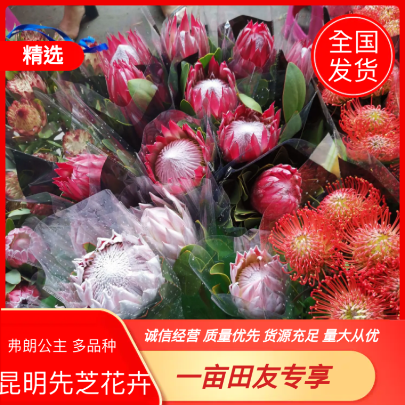 云南昆明直供弗朗公主有多个品种多色可选一手货源全国发货