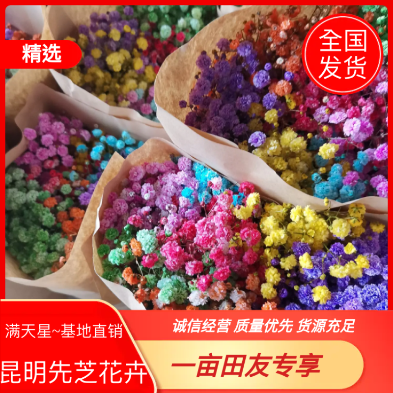 昆明基地直销满天星，有七色可选，质量保证，常年现货批发