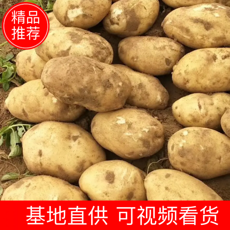 【实力商家】便宜精品V7土豆量大质优看货议价全国发货