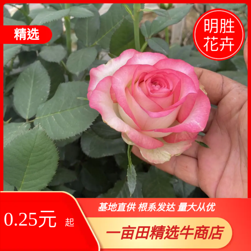 精选月季苗大花月季品种月季扦插苗，月季2到3年苗基地直发