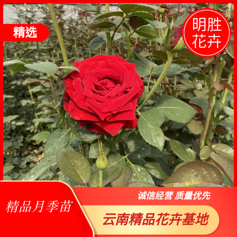大花月季3年苗绿化工程用月季花苗丰花品种月季