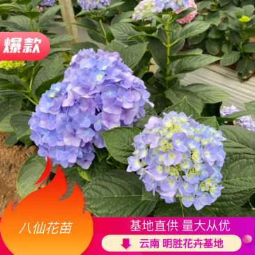 绣球花苗无尽夏新款八仙花苗基地直销包运全国