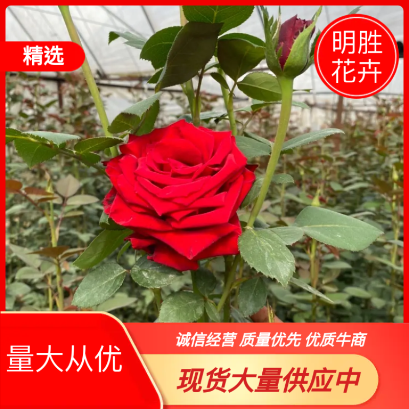 热卖月季花苗大花月季扦插苗产地直销量大从优存活率高