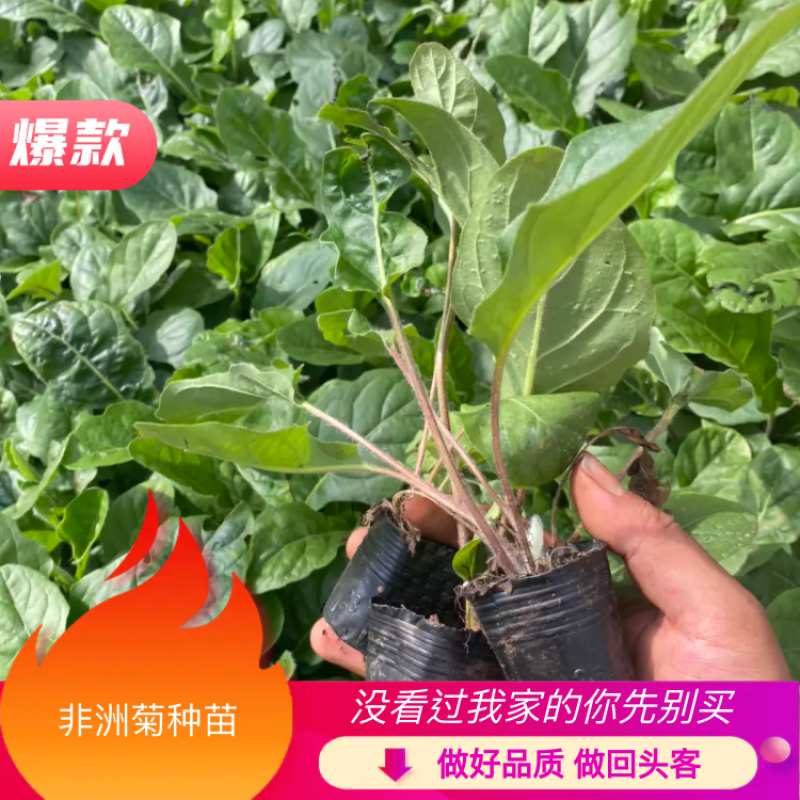 非洲菊种苗优质扶郎苗基地直销非洲菊种苗