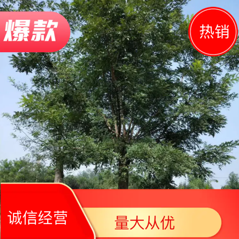 国槐10-15公分基地热销品种绿化专用可基地选苗现挖发货