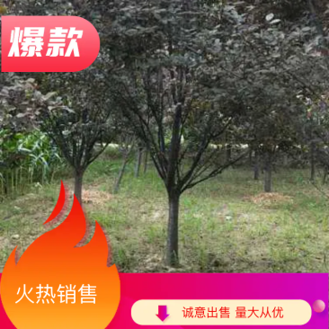🔥🔥🔥紫叶李6-15公分基地拉货欢迎光临