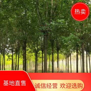 🔥🔥🔥白蜡10-20公分大量出售欢迎光临