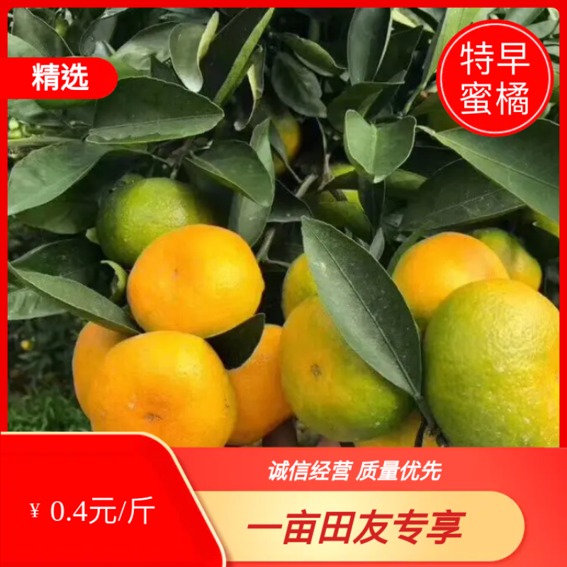 【精选】特早蜜橘，薄皮多汁，果园直採，洗果包装一条龙服务
